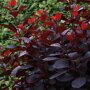 Cotinus coggygria 'Royal Purple'